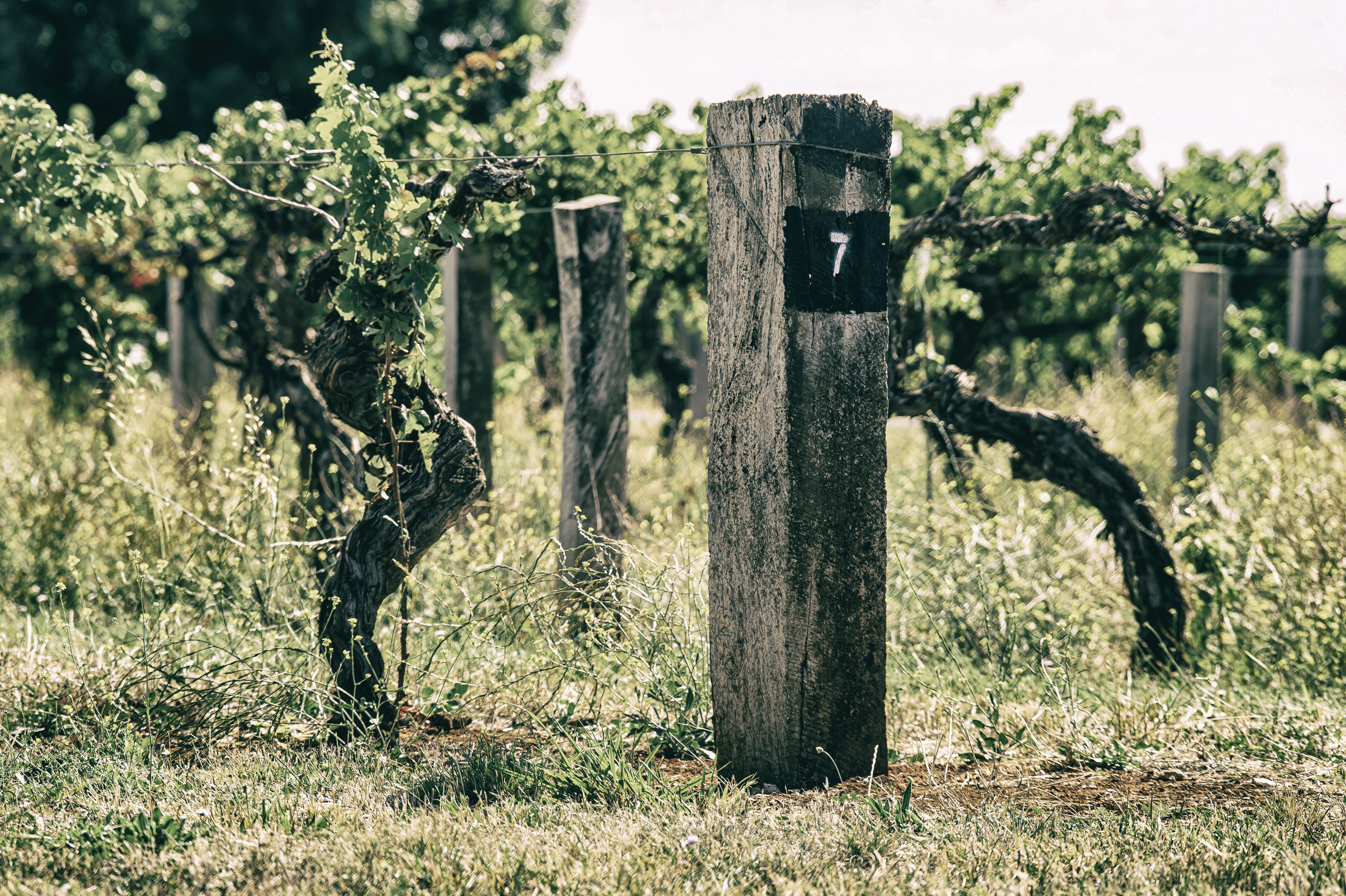 Wynns Coonawarra vineyard 